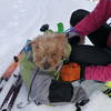The terrier gets suited up for the ride down!
