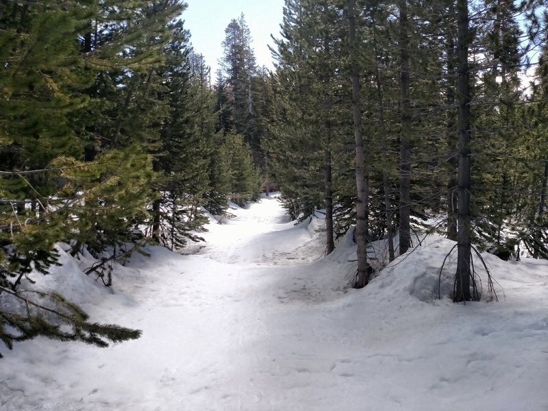 Trail leading up to Black Butte.