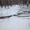 A step-over on the trail. Beaver Loop may be easy, but it's not quite like you may be used from groomed trails...