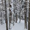Tree skiing Bretton Woods