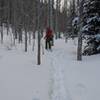 Skiing up through the thin aspen forest between Bear Flats and Apache Flats.