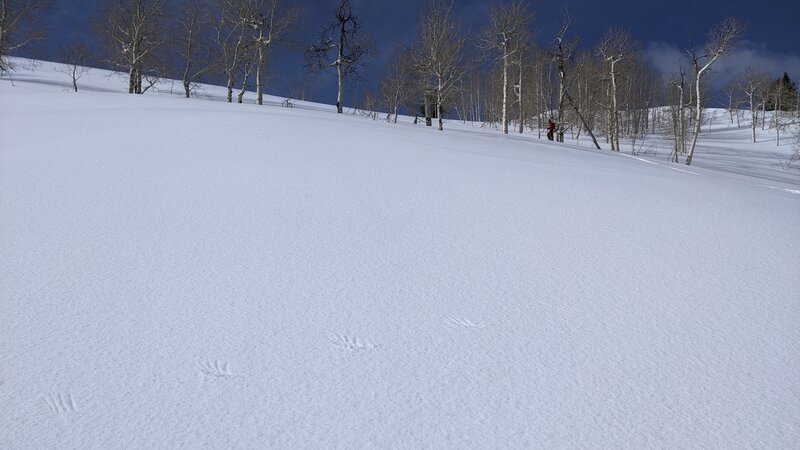 Lots of snow. This is a big snowfield, just 100 vertical feet from the summit. Anybody know those tracks?