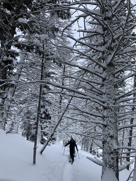 Skinning through the nicely spaced trees